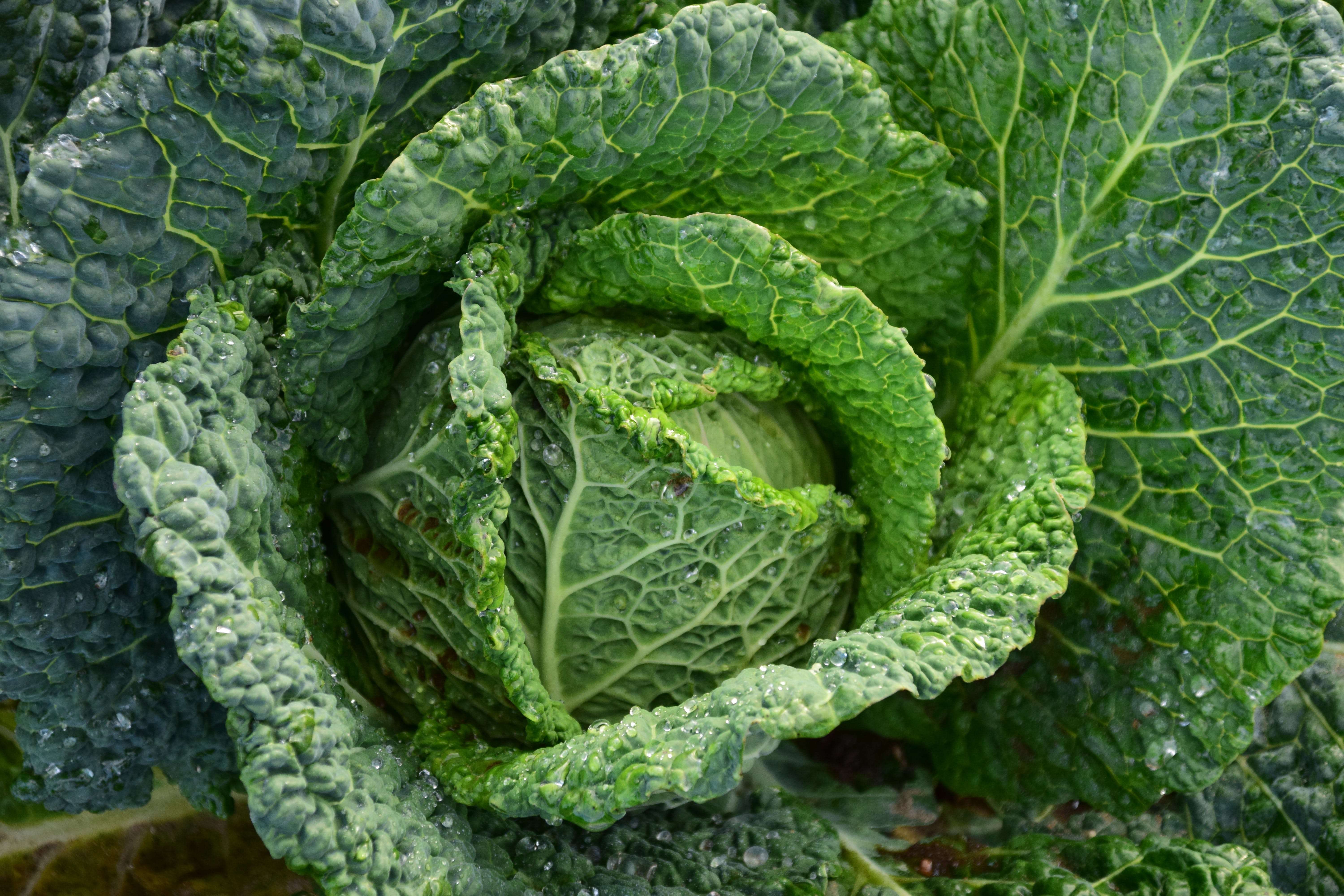 Read more about the article 10 Amazing Health Benefits of Cabbage